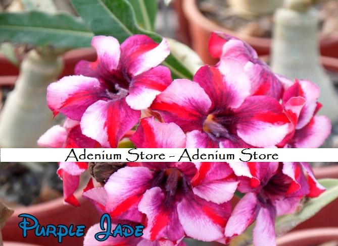 (image for) New Adenium \'Purple Jade\' 5 Seeds